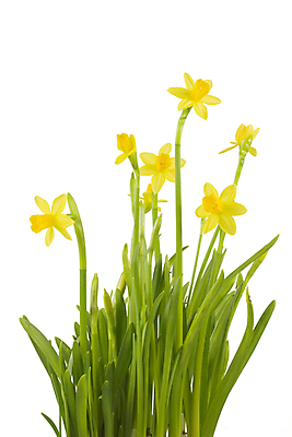 포토 JPG 해외이미지 식물 꽃잎 꽃 줄기 꽃다발 잎 꽃무늬 부활절 따뜻함 선물 사람없음 장식 초록색 노란색 봄 벚꽃 신선 개화 다발 꽃집 묘사 꽃가루 수선화 고립 해외202004 해외포토 계절 기념일 컬러 무늬 상점 가루 파일형식 이미지허브