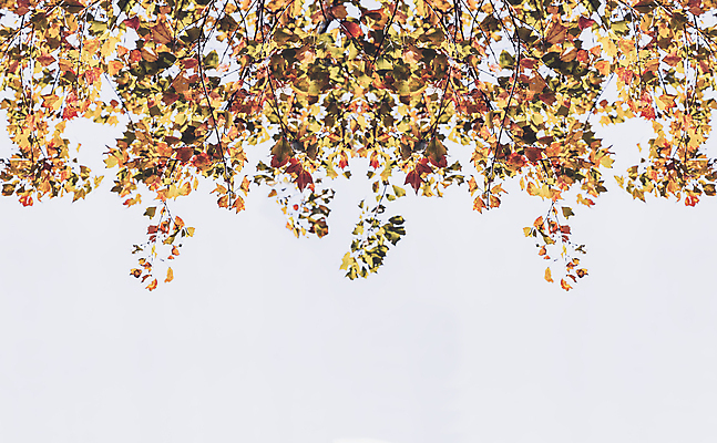 포토 JPG 해외이미지 나무 식물 계절 꽃 줄기 잎 오렌지 자연 하늘 사람없음 목재 장식 초록색 햇빛 노란색 봄 벚꽃 가을 흰색 나뭇가지 확대 떨어짐 해외202004 해외포토 컬러 컨셉 과일 재료 태양 생태계 파일형식 이미지허브