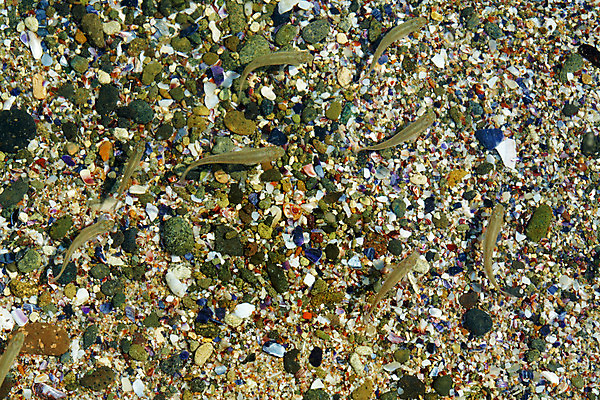 포토 JPG 해외이미지 모래 바다 어류 사람없음 물 에코 비용 해외202004 해외포토 자연요소 경제 환경 수중동물 파일형식 이미지허브