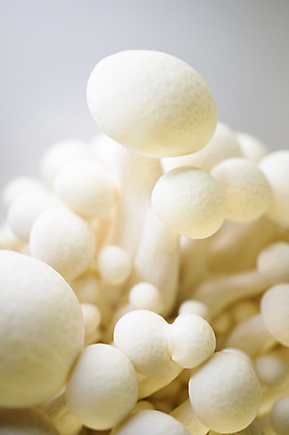 포토 JPG 해외이미지 식물 잡화 음식 줄기 백그라운드 채소 재료 자연 추상 건강 요리 동양인 사람없음 일본 중국 버섯 흰색 신선 그룹 약초 다발 유기농 날것 내추럴 곰팡이 식용 영양소 해외202004 해외포토 웰빙 아시아 컬러 무늬 인종 풀_식물 생태계 파일형식 이미지허브