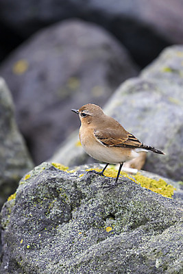 포토 JPG 해외이미지 식물 동물 섬 날개 오렌지 자연 조류 생물 사람없음 갈색 바위 작음 깃털 네덜란드 부리 내추럴 동물상 현무암 해외202004 해외포토 유럽 컬러 과일 조형물 돌_바위 크기 생태계 화산암 파일형식 이미지허브