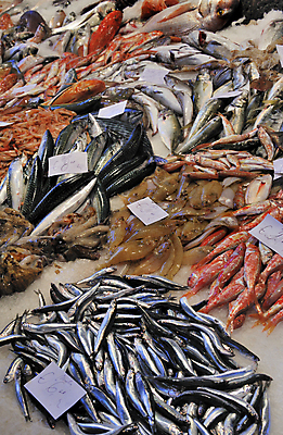 포토 JPG 해외이미지 분홍색 새우 어류 사람없음 빨간색 검은색 이탈리아 신선 시장 은색 해산물 해외202004 해외포토 유럽 컬러 갑각류 수중동물 파일형식 이미지허브