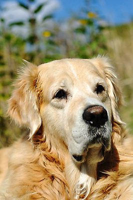 포토 JPG 해외이미지 동물 1 포유류 자연 사람없음 야외 반려동물 금발 햇빛 노란색 맑음 우정 황금 개 리트리버 달콤 싱글 송곳니 동반자 복종 유래 충실 해외202004 해외포토 헤어스타일 컬러 날씨 친구 태양 맛 치아 생태계 파일형식 이미지허브