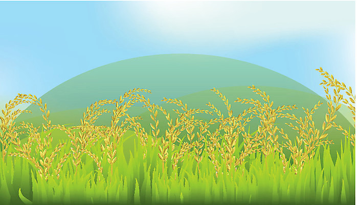 EPS 해외이미지 식물 음식 농업 일러스트 태국 자연 밥 건조 건강 초록색 성장 흰색 신선 최고 황금 낟알 시리얼 논밭 숙성 해외202004 해외일러스트 산업 아시아 컬러 밭 논 생태계 파일형식 벡터 이미지허브