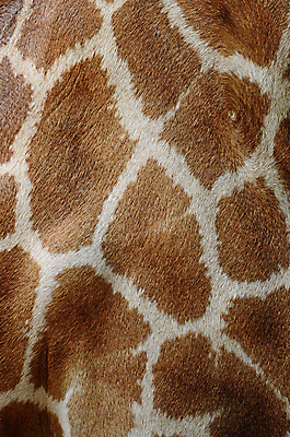 포토 JPG 해외이미지 동물 야생동물 백그라운드 패턴 포유류 아프리카 자연 초식동물 추상 털 사람없음 큼 가죽 기린 사파리 진짜 초식 해외202004 해외포토 나라 무늬 크기 생태계 파일형식 이미지허브