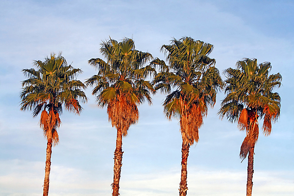 포토 JPG 해외이미지 나무 식물 구름 바다 섬 여행 잎 하늘 휴가 휴식 손바닥 풍경 사람없음 초록색 여름 파란색 햇빛 태양 여행객 평화 맑음 꿈 만 하와이 장면 코코넛 남쪽 내추럴 고립 이국적 파라다이스 해외202004 해외포토 자연요소 손 계절 컬러 컨셉 과일 날씨 사람 미국 방향 파일형식 이미지허브