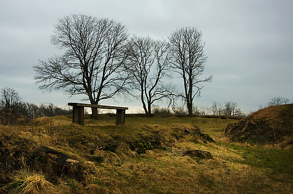 포토 JPG 해외이미지 나무 1 풍경 사람없음 안개 가을 연기 에스토니아 혼자 해외202004 해외포토 식물 계절 유럽 날씨 파일형식 이미지허브