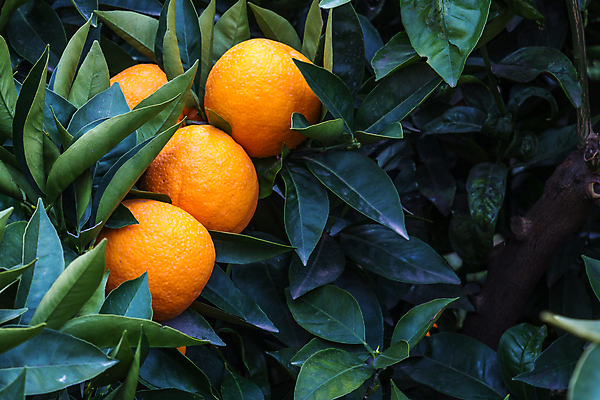 포토 JPG 해외이미지 나무 식물 음식 백그라운드 잎 농업 오렌지 과일 자연 귤 건강 3 사람없음 야외 초록색 농장 정원 주스 흰색 신선 달콤 숲 유기농 내추럴 숙성 해외202004 해외포토 웰빙 산업 음료 컬러 맛 생태계 파일형식 이미지허브