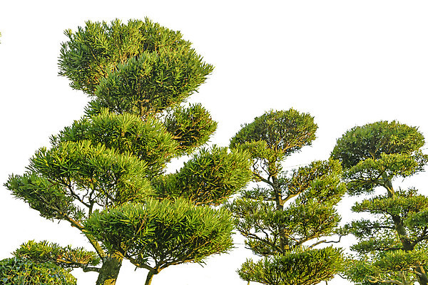 포토 JPG 해외이미지 식물 백그라운드 잎 자연 사람없음 초록색 정원 성장 흰색 나뭇가지 소나무 숲 자르기 각도 내추럴 고립 해외202004 해외포토 나무 컬러 모션 생태계 파일형식 이미지허브