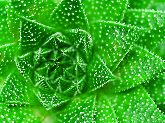 포토 JPG 해외이미지 식물 공원 꽃 여행 백그라운드 스티커 꽃무늬 패턴 자연 추상 새로움 멕시코 선인장 건조 건강 풍경 사람없음 초록색 여름 환경 정원 사막 외계인 성장 뜨거움 가시 먹기 기아 배고픔 묘사 질감 날카로움 육식 애리조나 스파이크 내추럴 서쪽 알로에 이국적 해외202004 해외포토 계절 공공시설 컬러 컨셉 북아메리카 무늬 모션 미국 미확인물체 방향 사회이슈 생태계 파일형식 이미지허브