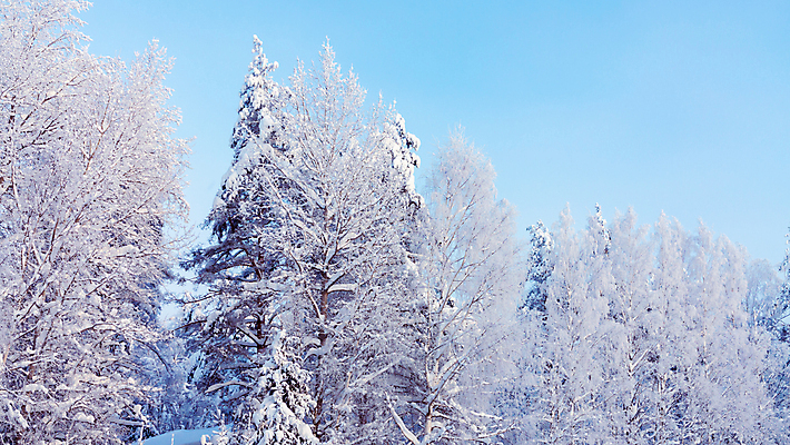 포토 JPG 해외이미지 나무 계절 공원 백그라운드 크리스마스 겨울 자연 하늘 동화 날씨 핀란드 풍경 사람없음 야외 목재 냉동 얼음 활발 추위 덮개 흰색 나뭇가지 시골 소나무 숲 서리 북쪽 온도 무거움 전나무 자작나무 폭설 눈내림 가문비나무 해외202004 해외포토 자연요소 식물 공공시설 기념일 컬러 컨셉 재료 눈_날씨 북유럽 뚜껑 무게 자연재해 방향 생태계 파일형식 이미지허브