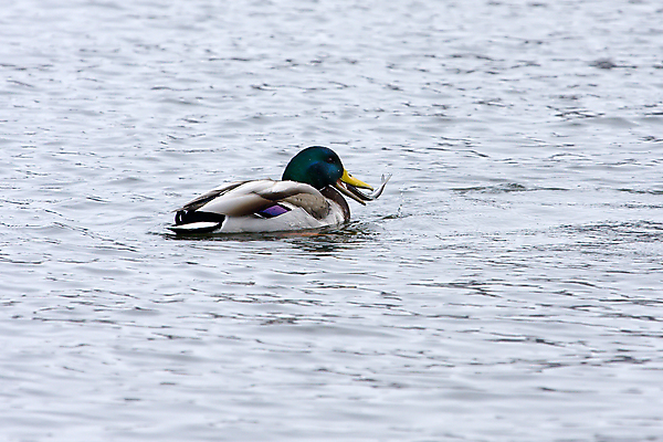 포토 JPG 해외이미지 동물 야생동물 날개 자연 조류 오리 어류 사람없음 물 기도 먹기 사냥 사냥꾼 물새 청둥오리 계산서 동물상 해외202004 해외포토 자연요소 직업 모션 조형물 수중동물 생태계 파일형식 이미지허브