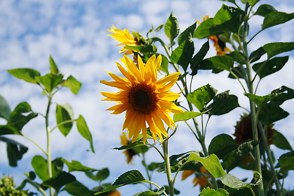 포토 JPG 해외이미지 식물 구름 계절 꽃잎 꽃 줄기 백그라운드 잎 밭 농업 자연 벽지 하늘 날씨 해바라기 풍경 사람없음 장식 초록색 여름 파란색 빛 농작물 햇빛 태양 농장 노란색 정원 침묵 봄 자유 성장 가을 시골 황금 싱글 장면 꿀 해외202004 해외포토 자연요소 산업 컬러 컨셉 소리 생태계 파일형식 이미지허브