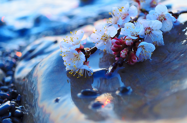 포토 JPG 해외이미지 나무 식물 계절 공원 꽃 바다 분홍색 백그라운드 꽃무늬 자연 하늘 새해 이벤트 사람없음 물 파란색 정원 일본 맑음 축제 봄 벚꽃 흰색 나뭇가지 신선 시간 개화 체리 4월 내추럴 고립 수평선 해외202004 해외포토 자연요소 공공시설 아시아 컬러 무늬 과일 날씨 날짜 생태계 파일형식 이미지허브