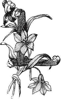 EPS 해외이미지 꽃 선 잎 일러스트 미술 검은색 수확 흰색 편지 그림 판화 L 해외202004 해외일러스트 식물 알파벳 컬러 농업 문화예술 파일형식 벡터 이미지허브