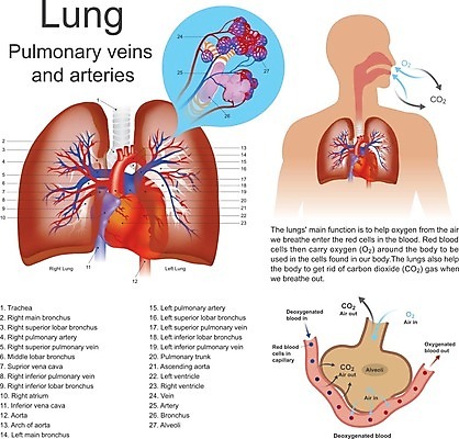 EPS 해외이미지 교육 신체 일러스트 해부 세포 건강 사람 빨간색 파란색 혈액 연기 호흡 아치 가스 동맥 정맥 산소 해외202004 해외일러스트 컬러 의학 원소 혈관 파일형식 벡터 이미지허브