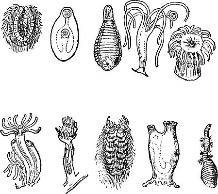 EPS 해외이미지 동물 바다 과학 패턴 일러스트 생물 미술 검은색 수확 골동품 성장 흰색 입 변화 주머니 설탕 그림 생물학 간 판화 원시시대 기생충 개발 민물 아네모네 옛날 전환 초보 해외202004 해외일러스트 교육 꽃 컬러 컨셉 무늬 농업 문화예술 신체부위 장기_의학 역사 바이러스 파일형식 벡터 이미지허브
