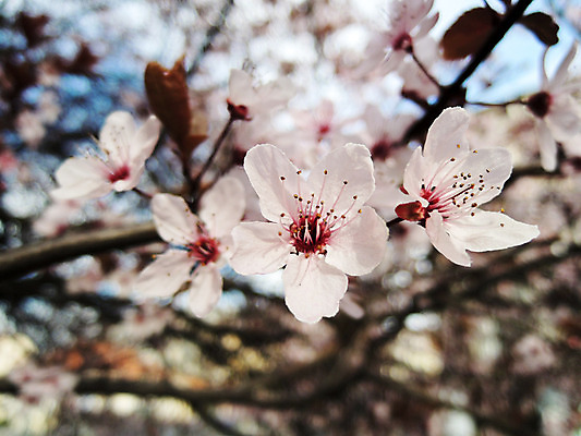포토 JPG 해외이미지 나무 식물 계절 꽃잎 꽃 선 분홍색 백그라운드 꽃무늬 과일 자연 친절 새로움 동양인 사람없음 정원 일본 봄 벚꽃 흰색 나뭇가지 신선 개화 체리 닫기 과수원 4월 묘사 원예 부드러움 내추럴 고립 해외202004 해외포토 아시아 컬러 컨셉 무늬 농업 모션 인종 취미 감각 날짜 생태계 파일형식 이미지허브