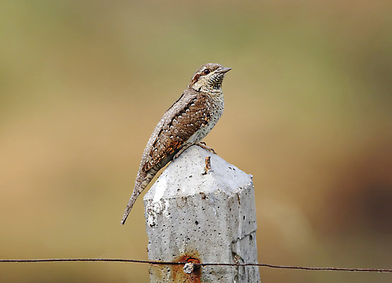 포토 JPG 해외이미지 나무 동물 여자 남자 아시아 얼굴 야생동물 백그라운드 날개 자연 조류 사람없음 야외 목재 가로 초록색 컬러풀 머리 환경 나뭇가지 막대기 닫기 숲 깃털 꼬리 부리 서식지 생태학 이국적 해외202004 해외포토 식물 교육 나라 컬러 재료 모션 사람 신체부위 생태계 파일형식 이미지허브