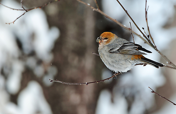 포토 JPG 해외이미지 나무 동물 계절 공원 여자 야생동물 음식 백그라운드 겨울 날개 자연 조류 종류 사람없음 빨간색 컬러풀 얼음 검은색 추위 흰색 나뭇가지 소나무 숲 작음 12월 먹기 깃털 부리 북쪽 알래스카 내추럴 동물상 해외202004 해외포토 자연요소 식물 공공시설 컬러 모션 사람 조형물 미국 날짜 크기 방향 생태계 파일형식 이미지허브