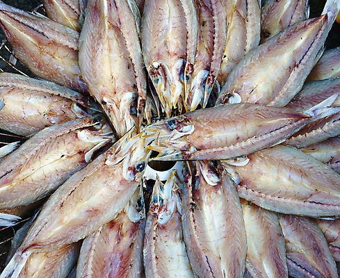 포토 JPG 해외이미지 모양 그릇 접시 계절 아시아 음식 낚시 건조 어류 동양인 사람없음 야외 쌓기 놀람 오픈 그룹 시장 상품 먹기 해산물 오징어 베트남 쇼 어장 흙더미 절임 해외202004 해외포토 식기 감정 나라 모션 레저 연체동물 표정 인종 동남아시아 수중동물 흙 파일형식 더미 이미지허브