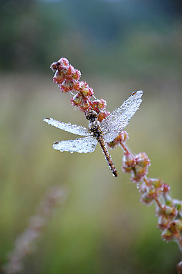 포토 JPG 해외이미지 날개 자연 건조 풍경 사람없음 새벽 젖음 가을 물방울 잠자리 해외202004 해외포토 자연요소 계절 곤충 생태계 파일형식 이미지허브