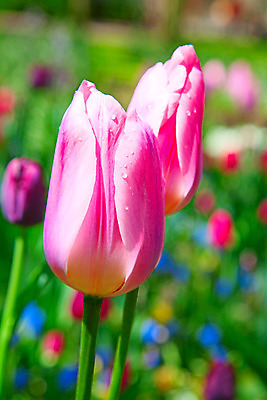 포토 JPG 해외이미지 식물 계절 공원 꽃잎 꽃 유럽 줄기 분홍색 꽃다발 백그라운드 잎 꽃무늬 밭 농업 전구 자연 사람없음 빨간색 초록색 물 컬러풀 노란색 정원 보라색 봄 활발 튤립 벚꽃 시골 신선 이슬 5월 꽃집 네덜란드 원예 줄서기 해외202004 해외포토 자연요소 공공시설 나라 산업 컬러 컨셉 무늬 모션 취미 상점 날짜 생태계 파일형식 이미지허브