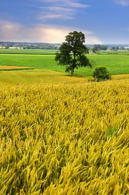 포토 JPG 해외이미지 나무 식물 구름 계절 꽃잎 꽃 백그라운드 밭 농업 자연 하늘 주택 건강 풍경 사람없음 야외 여름 파란색 농작물 태양 농장 노란색 환경 힘 활발 수확 성장 벚꽃 시골 신선 닫기 땅 유채 싱글 장면 내추럴 수평선 해외202004 해외포토 자연요소 산업 컬러 컨셉 모션 건물 생태계 파일형식 이미지허브