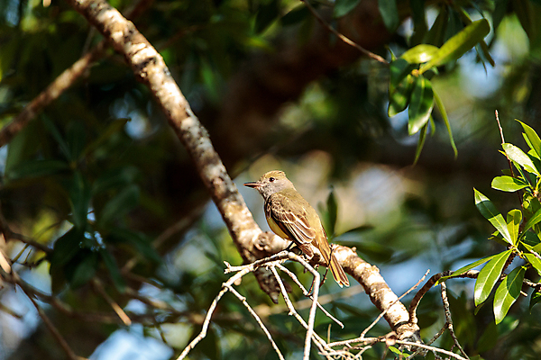 포토 JPG 해외이미지 나무 야생동물 자연 조류 사람없음 깃털 나폴리 플로리다 해외202004 해외포토 식물 동물 미국 이탈리아 생태계 파일형식 이미지허브