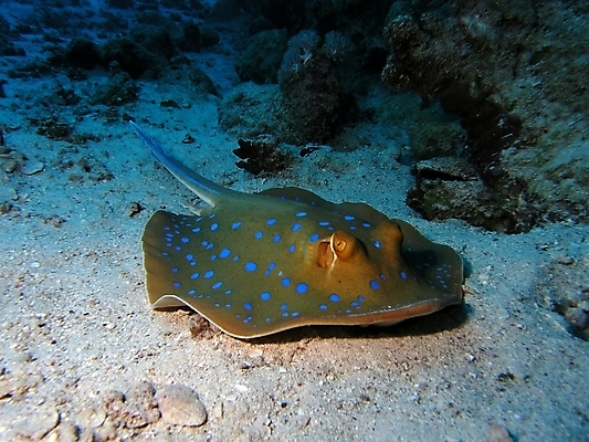 포토 JPG 해외이미지 식물 동물 야생동물 잎 자연 표면 어류 사람없음 물 반사 수중 투명 스노클링 산호 잠수부 다이빙 암초 동물상 해외202004 해외포토 자연요소 조형물 수영 수중동물 수상스포츠 자포동물 전문직 생태계 수중스포츠 파일형식 이미지허브