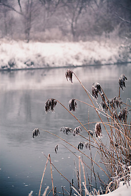 포토 JPG 해외이미지 나무 겨울 풍경 사람없음 물 강 안개 흰색 나뭇가지 시골 서리 자작나무 1월 벨로루시 해외202004 해외포토 자연요소 식물 계절 컬러 날씨 날짜 파일형식 이미지허브