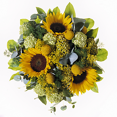 포토 JPG 해외이미지 꽃 분홍색 꽃다발 잎 밭 자연 사람없음 노란색 들꽃 벚꽃 흰색 신선 맛 클로버 제비꽃 데이지 라일락 고립 해외202004 해외포토 식물 컬러 컨셉 농업 생태계 파일형식 이미지허브