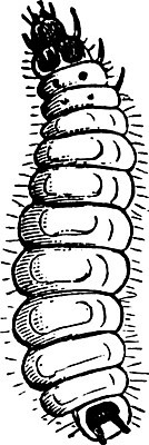 EPS 해외이미지 선 일러스트 미술 검은색 수확 흰색 해충 그림 판화 코스모폴리탄 해외202004 해외일러스트 컬러 농업 문화예술 칵테일 벌레 파일형식 벡터 이미지허브