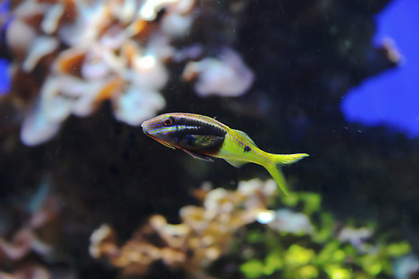 포토 JPG 해외이미지 어류 사람없음 수중 닫기 수족관 해외202004 해외포토 모션 수중동물 파일형식 이미지허브