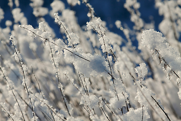 포토 JPG 해외이미지 식물 계절 조각 백그라운드 크리스마스 겨울 자연 추상 사람없음 야외 가로 파란색 빛 환경 냉동 추위 흰색 신선 눈송이 숲 에코 부드러움 내추럴 해외202004 해외포토 기념일 컬러 무늬 눈_날씨 감각 생태계 파일형식 이미지허브