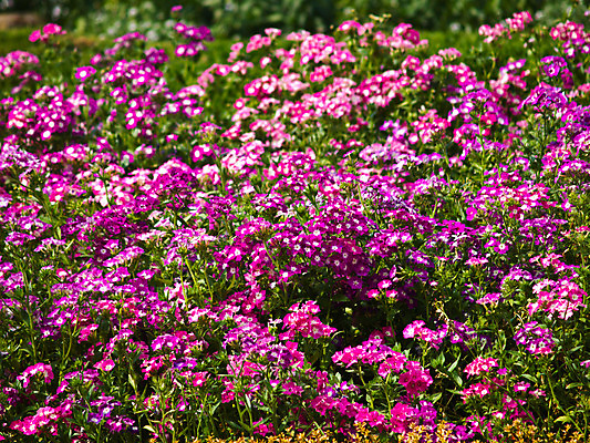 포토 JPG 해외이미지 식물 꽃 자연 건강 사람없음 야외 정원 보라색 봄 활발 원예 해외202004 해외포토 계절 컬러 컨셉 취미 생태계 파일형식 이미지허브