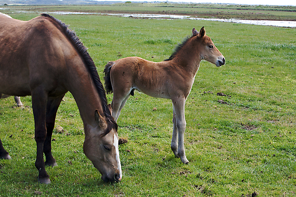 포토 JPG 해외이미지 동물 밭 농업 포유류 자연 엄마 함께함 사랑 사람없음 야외 초록색 반려동물 달리기 농장 농경지 갈색 머리 가축 봄 목장 자유 흰색 시골 아기 레이싱 승마 방목 꼬리 귀 갈기 망아지 기르기 달리기선수 서쪽 수유 찰과상 해외202004 해외포토 계절 감정 산업 새끼 스포츠 컬러 컨셉 가족 모션 사람 시합 신체부위 말_동물 축산업 상처 방향 생태계 육상선수 돌봄 파일형식 이미지허브