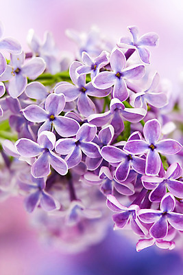 포토 JPG 해외이미지 식물 계절 꽃 꽃다발 백그라운드 잎 꽃무늬 추상 선물 경사 사람없음 장식 세로 컬러풀 우주 정원 봄 축하 신선 신용카드 개화 떨어짐 소프트포커스 5월 다발 제비꽃 향수 묘사 보케 냄새 부드러움 아로마테라피 라일락 카피스페이스 해외202004 해외포토 컬러 컨셉 무늬 촬영기법 금융 화장품 공백 감각 날짜 테라피 파일형식 이미지허브