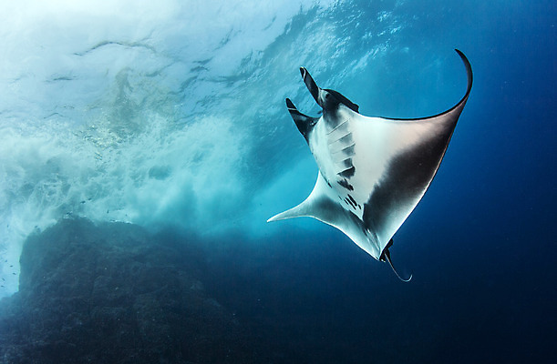 포토 JPG 해외이미지 동물 야생동물 바다 여행 백그라운드 자연 멕시코 어류 사람없음 야외 물 파란색 바닷속 수중 광선 산호 다이빙 깊이 해외202004 해외포토 자연요소 컬러 북아메리카 수영 수중동물 자포동물 생태계 수중스포츠 파일형식 이미지허브