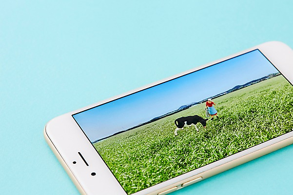 포토 JPG 스튜디오촬영 식물 백그라운드 컨셉 실내 잔디 사람없음 스마트폰 가축 목장 미니어처 피규어 소 국내포토 동물 포유류 내부 핸드폰 스마트기기 모형 파일형식