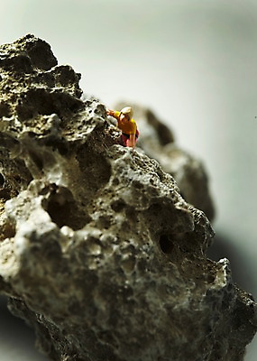 포토 JPG 스튜디오촬영 컨셉 실내 사람없음 운동 미니어처 피규어 돌_바위 바위 암벽 암벽등반 국내포토 건강 내부 모형 등산 파일형식