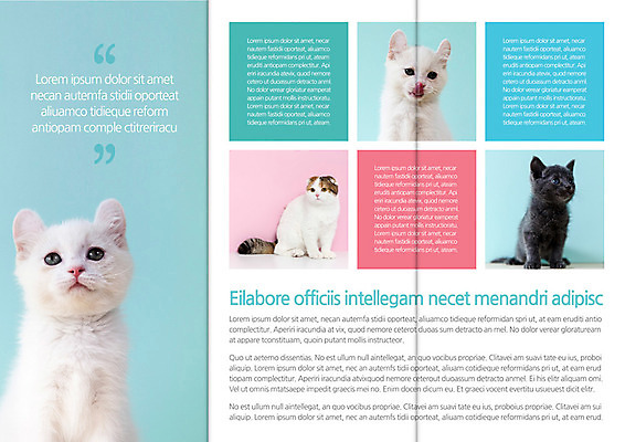 동물 템플릿 편집 표지디자인 북디자인 출판디자인 내지 새끼 리플렛 백그라운드 북커버 여러마리 3단접지 포유류 팜플렛 사람없음 반려동물 고양이 반려 이미지템플릿 AI파일 다수 파일형식 벡터