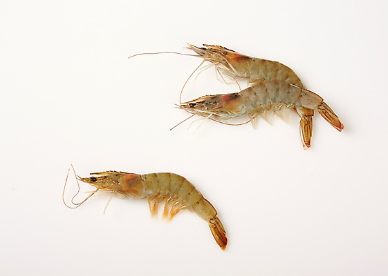 포토 JPG 스튜디오촬영 음식 식재료 새우 실내 사람없음 해산물 레시피 생새우 국내포토 어패류 갑각류 내부 파일형식