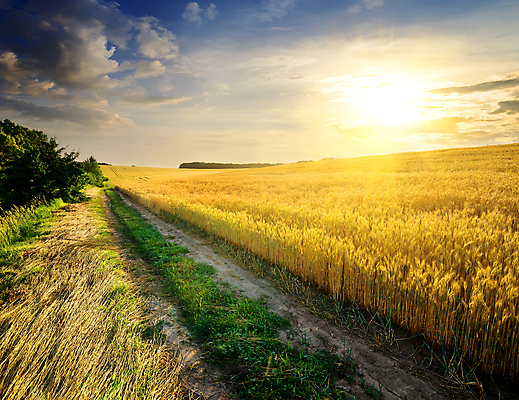 포토 JPG 해외이미지 주간 구름 자연 하늘 사람없음 야외 가을풍경 가을 밀밭 우크라이나 해외202004 해외포토 자연요소 계절 유럽 밭 풍경 밀 생태계 파일형식 가을_계절 이미지허브