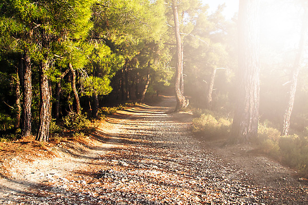 포토 JPG 해외이미지 나무 식물 공원 도로 길 여행 잎 자연 아침 풍경 사람없음 초록색 일출 환경 정원 맑음 성장 나뭇가지 소나무 숲 오솔길 방향 내추럴 생태학 해외202004 해외포토 주간 공공시설 교육 컬러 교통시설 날씨 노을 생태계 파일형식 이미지허브