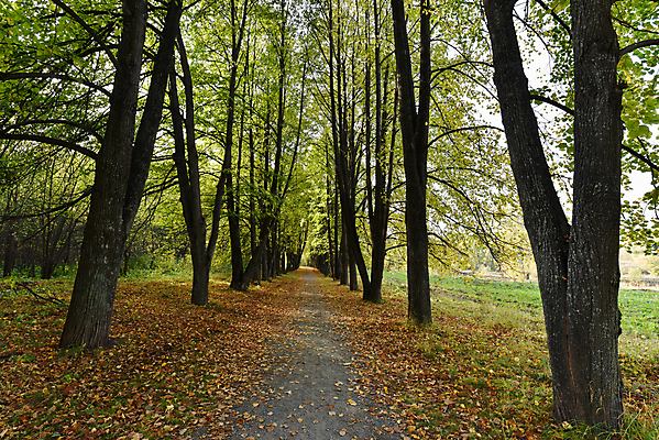 포토 JPG 해외이미지 나무 계절 공원 도로 길 백그라운드 단풍 낙엽 잎 오렌지 자연 날씨 풍경 사람없음 야외 목재 컬러풀 갈색 노란색 환경 산책 카펫 가을 나뭇가지 황금 숲 장면 10월 해외202004 해외포토 식물 공공시설 컬러 과일 재료 교통시설 휴식 날짜 생태계 파일형식 이미지허브