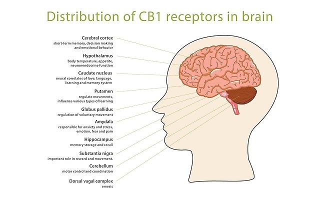 EPS 해외이미지 감정 이동 농업 일러스트 건강 약 약재 뇌 유기농 처방 이익 내추럴 마약 분배 불법 염증 제어 대마초 마리화나 해외202004 해외일러스트 웰빙 산업 컨셉 의학 범죄 질병 파일형식 벡터 이미지허브