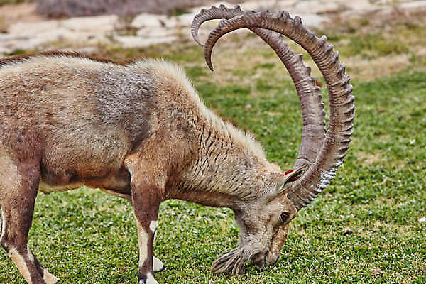 포토 JPG 해외이미지 주간 동물 공원 남자 야생동물 여행 백그라운드 밭 포유류 자연 염소 뿔 서기 풍경 사람없음 야외 갈색 사막 닫기 중앙 큼 영양 분화구 동쪽 남쪽 내추럴 가젤 이스라엘 전국 해외202004 해외포토 자연요소 공공시설 컬러 농업 모션 사람 크기 방향 생태계 화산 서아시아 파일형식 이미지허브