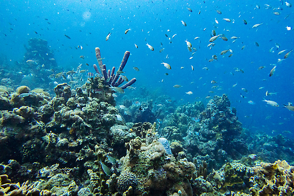 포토 JPG 해외이미지 동물 야생동물 바다 어류 사람없음 파란색 바닷속 수중 산호 다이빙 암초 스펀지 해외202004 해외포토 컬러 수영 수중동물 자포동물 수중스포츠 파일형식 이미지허브