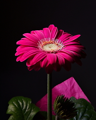 포토 JPG 해외이미지 식물 디자인 꽃잎 꽃 분홍색 꽃다발 백그라운드 잎 꽃무늬 자연 선물 사람없음 장식 빨간색 초록색 컬러풀 머리 보라색 검은색 어둠 봄 활발 성장 벚꽃 신선 싱글 거베라 내추럴 해외202004 해외포토 계절 컬러 컨셉 무늬 신체부위 생태계 파일형식 이미지허브